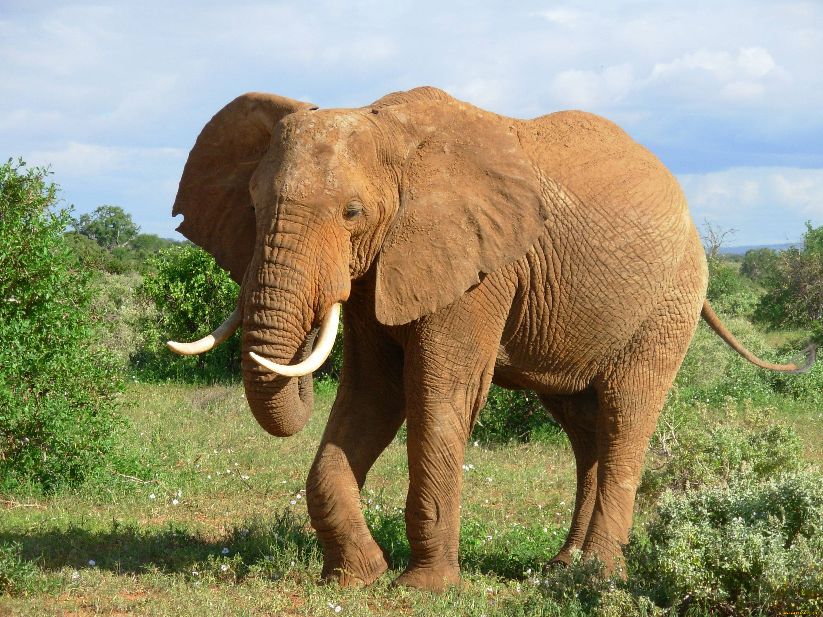 Big jpg image. Хоботные Африканский слон. Африканский кустарниковый слон. Н Л О. СЛОРН.